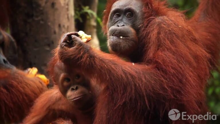 Malaysia Vacation Travel Guide Expedia